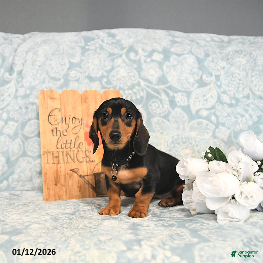 Miniature Dachshund dogs Paige - Ad 22