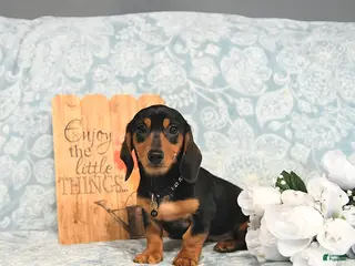 Miniature Dachshund dogs Paige - Ad 24