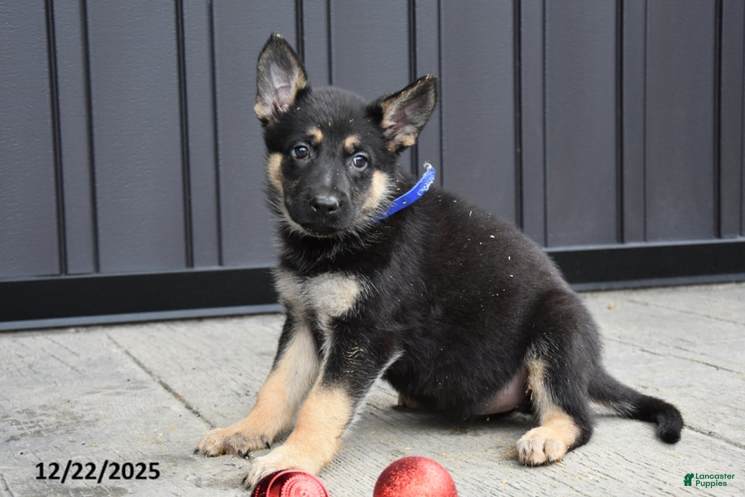 German Shepherd dogs for sale: Lilly - Ad 2