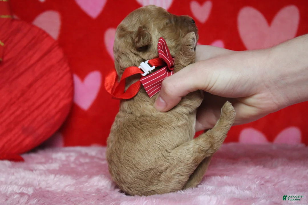 Goldendoodle dogs for sale: Pibb - Ad 10