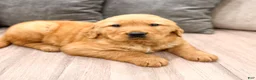 Golden Retriever dogs for sale: Buddy - Ad 3