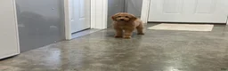 Mini Goldendoodle dogs for sale: Milie Mini Goldendoodle  - Ad 9