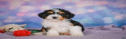 Mini Bernedoodle dogs for sale: Sasha - Ad 8