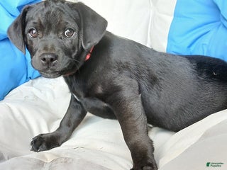 Puggle dogs Max - Ad 1