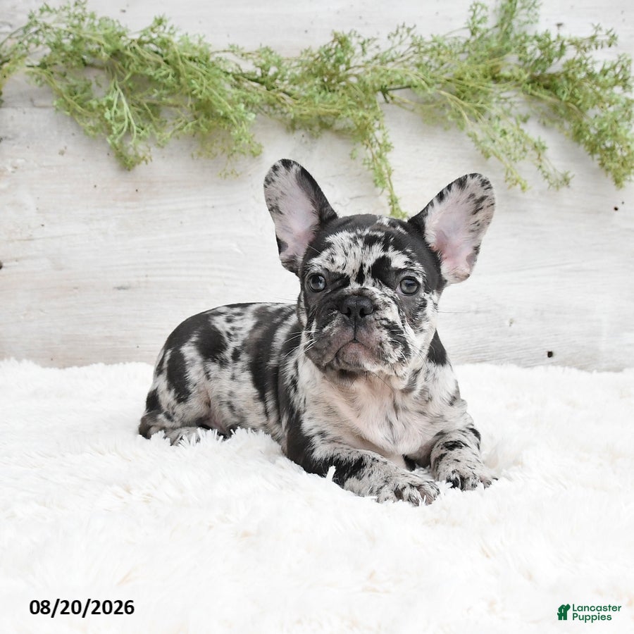 French Bulldog dogs Manny - Ad 1