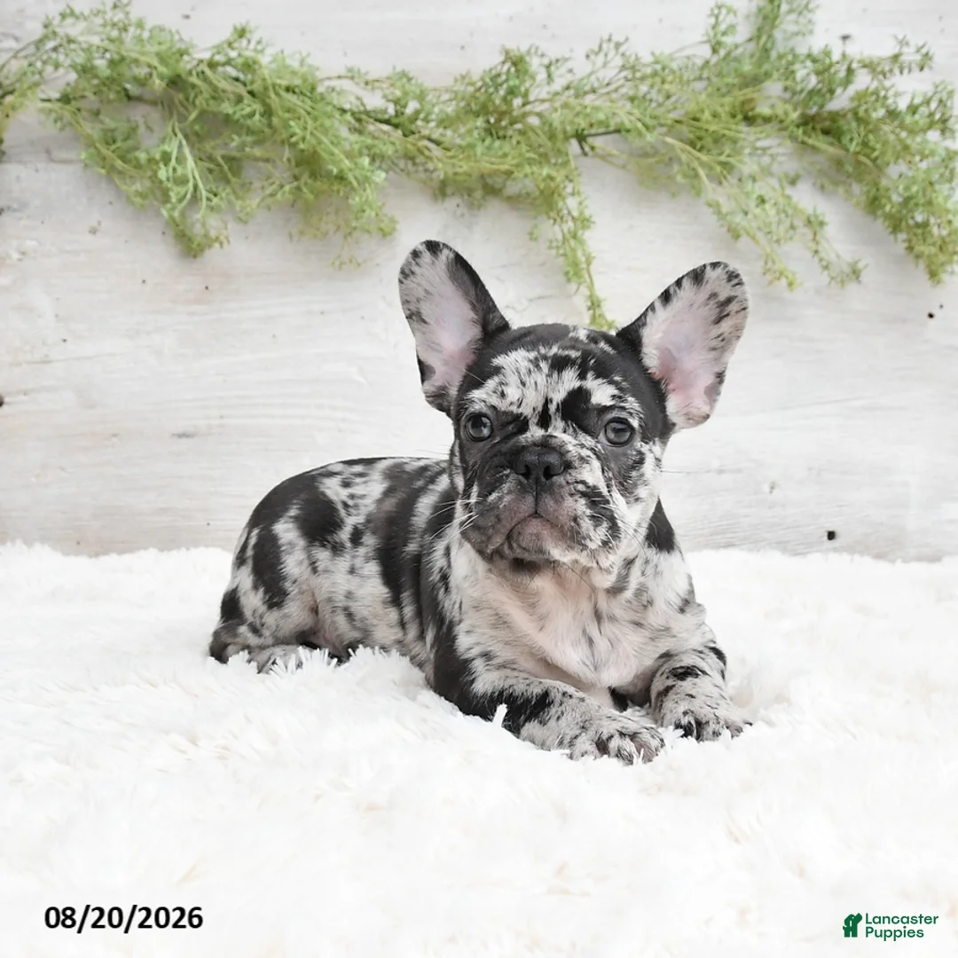 French Bulldog dogs for sale: Manny - Ad 1