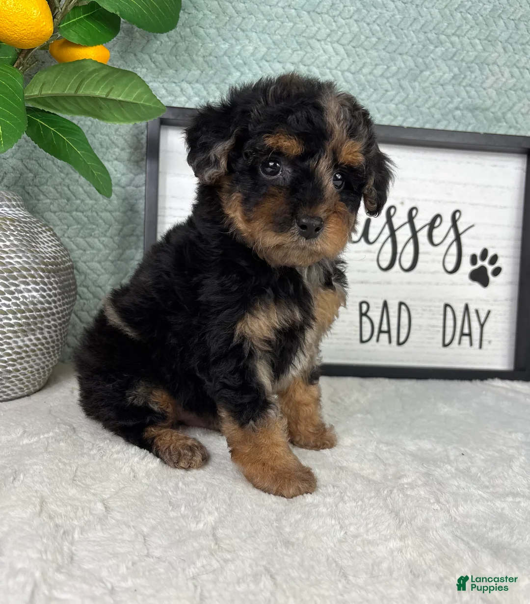 Yorkiepoo dogs for sale: Peanut  - Ad 5