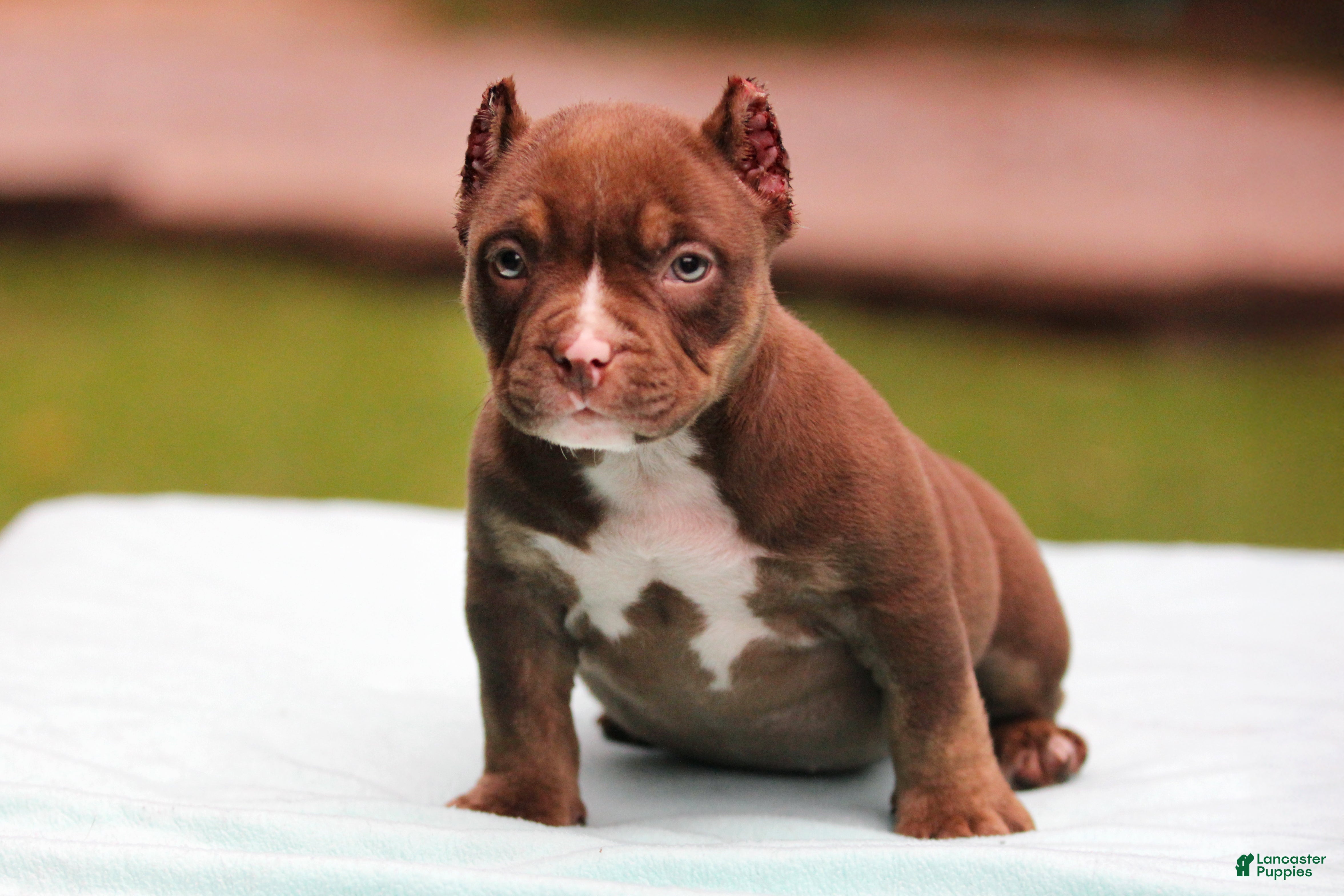American Bully dogs Chocolate Trindle Female - Ad 1