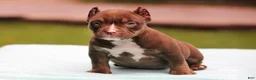 American Bully dogs for sale: Chocolate Trindle Female - Ad 1