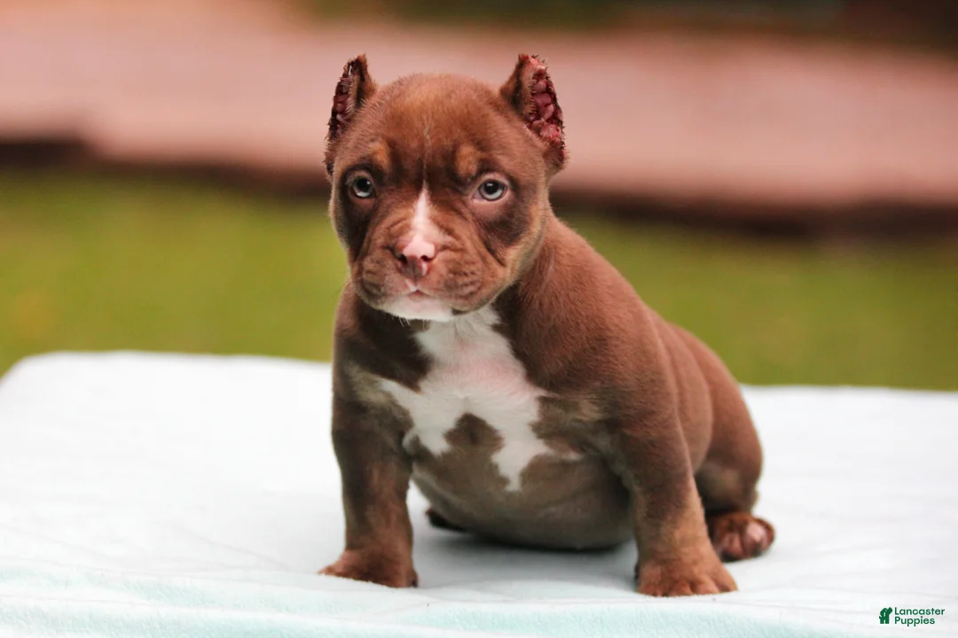 American Bully dogs for sale: Chocolate Trindle Female - Ad 1