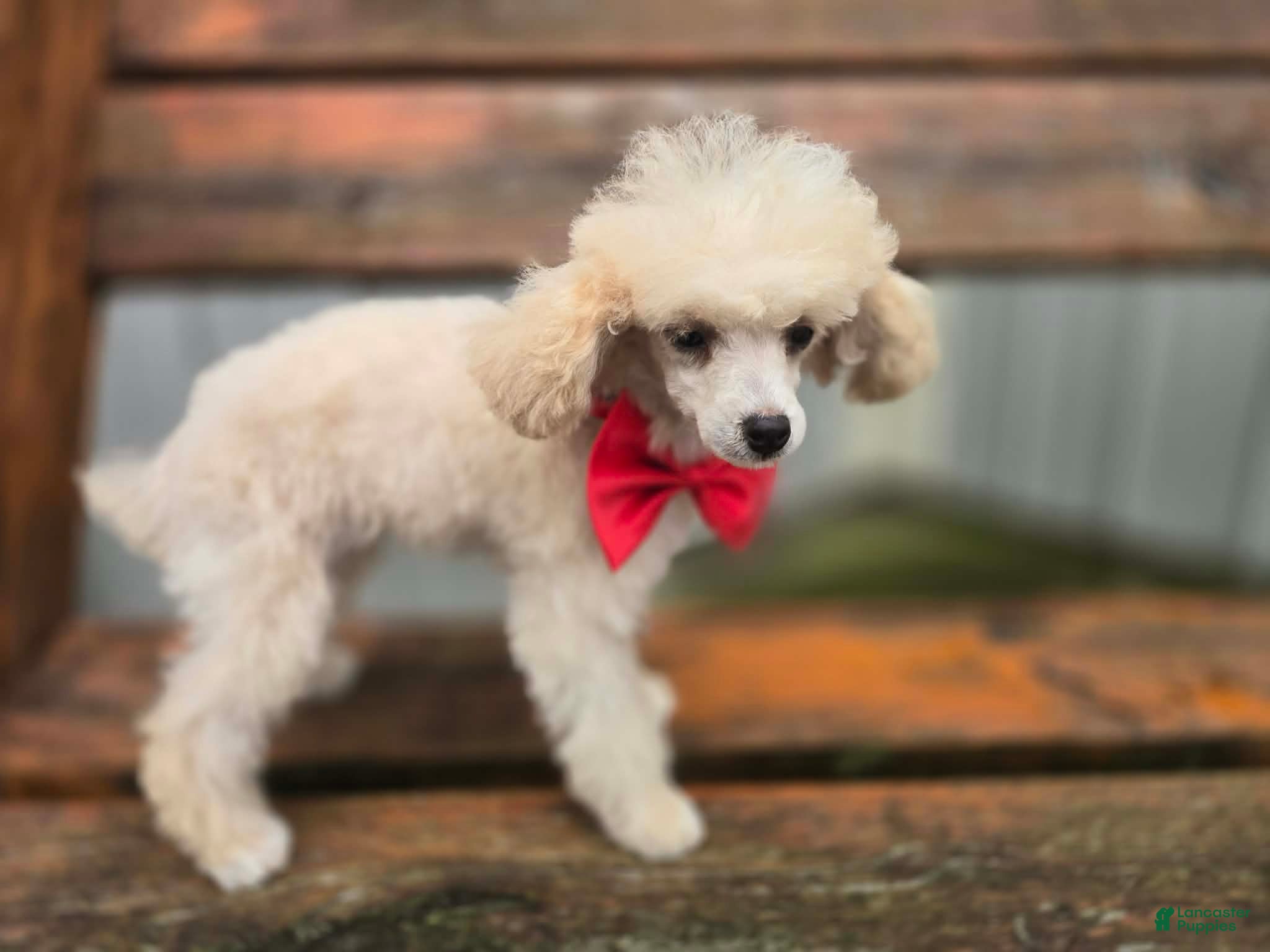 Toy Poodle dogs Toy Poodle 1 - Ad 31