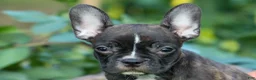 Frenchton dogs for sale: MISTY - Ad 13