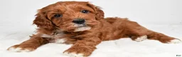 Cavapoo dogs for sale: Taffy - Ad 8