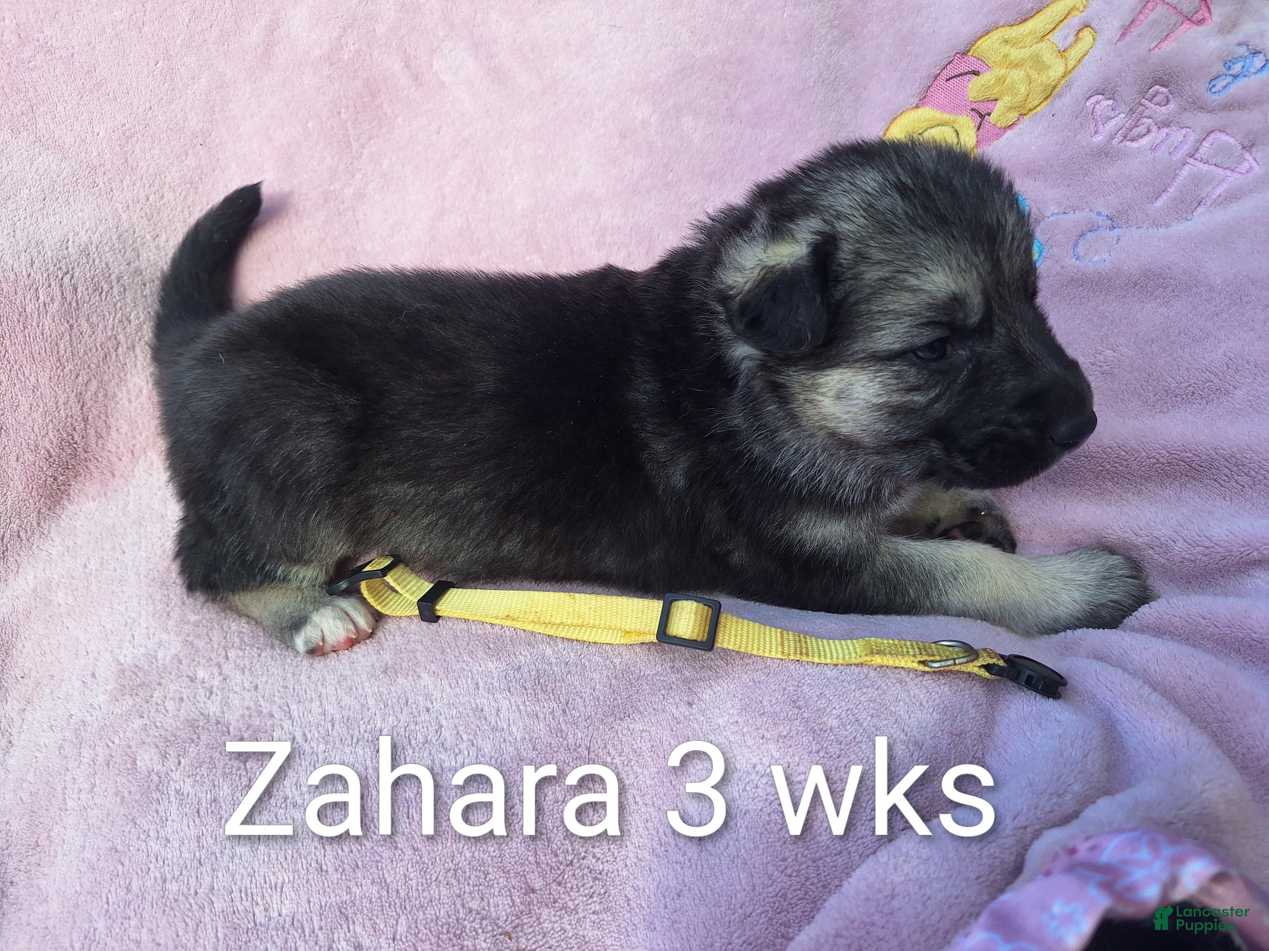 German Shepherd dogs Zahara - Ad 2
