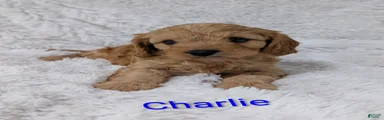 Charlie 