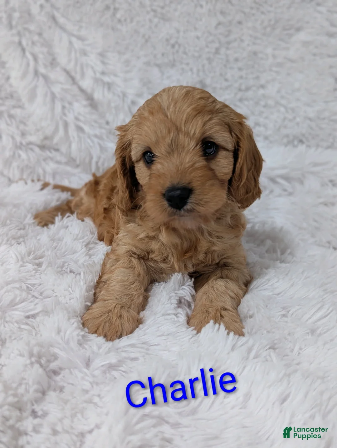 Cavapoo dogs for sale: Charlie  - Ad 1