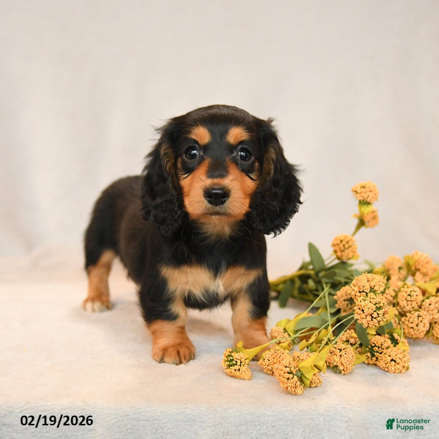 Miniature Dachshund dogs Bella   - Ad 1