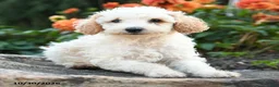 Mini Goldendoodle dogs for sale: Prince   - Ad 3