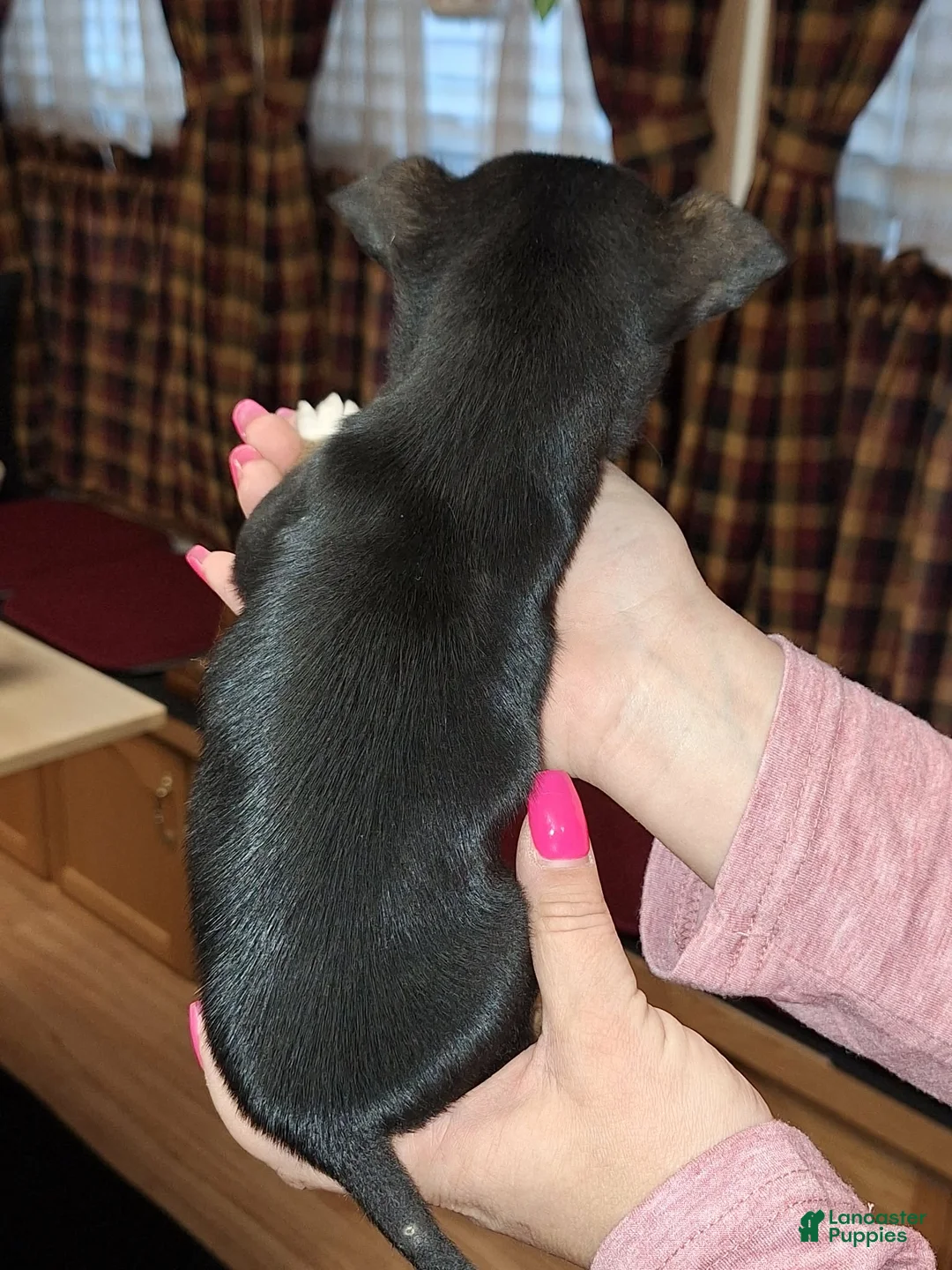 Chihuahua dogs for sale: Tigger t-cup  - Ad 10