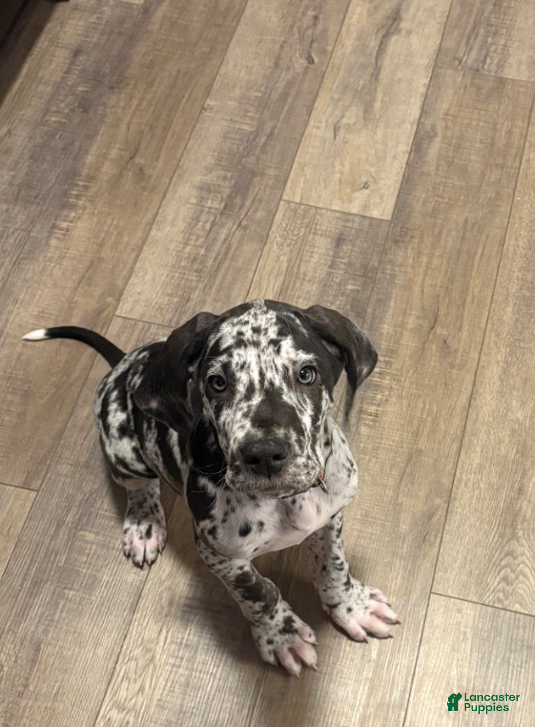 Great Dane dogs for sale: Winston - Ad 2