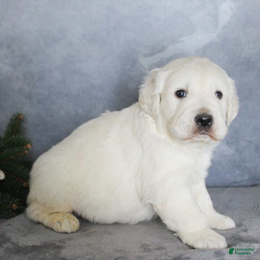 Golden Retriever dogs for sale: Armani - Ad 3