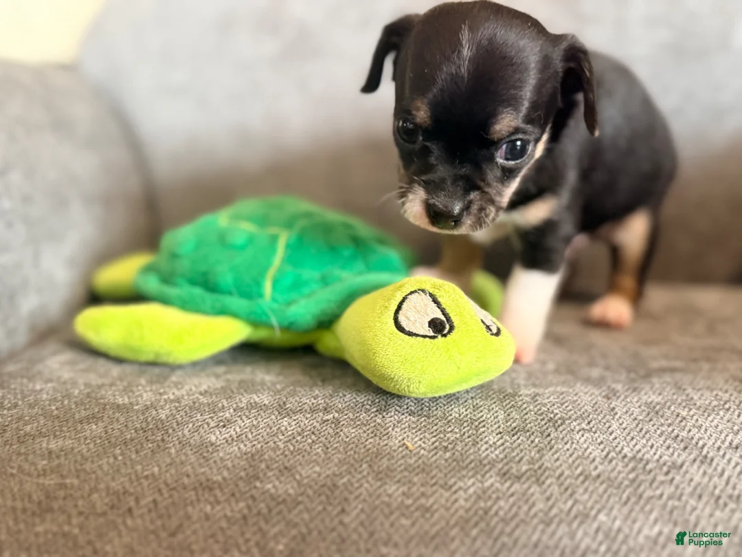 Chihuahua dogs for sale: Darin - Ad 1