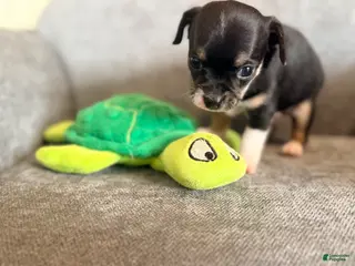 Chihuahua dogs for sale: Darin - Ad 2