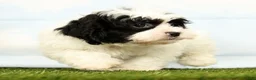 Shihpoo dogs for sale: Joey - Ad 3