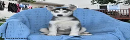 Siberian Husky dogs for sale: Breeze - Ad 5