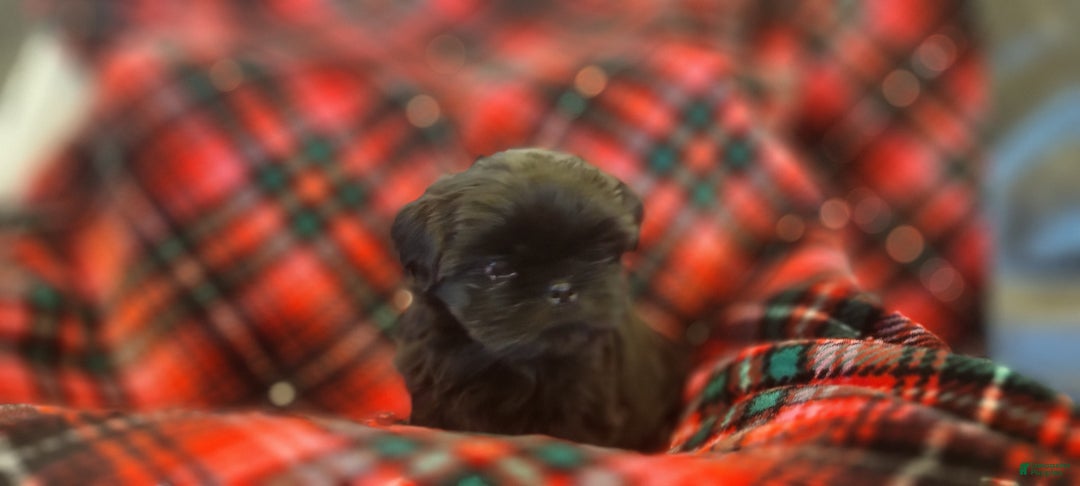 Shih Tzu dogs for sale: CHARLIE, Shih Tzu, Male, 10 weeks, AKC Champion Blood Line - Ad 5