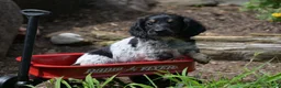 Miniature Dachshund dogs for sale: Max - Ad 8