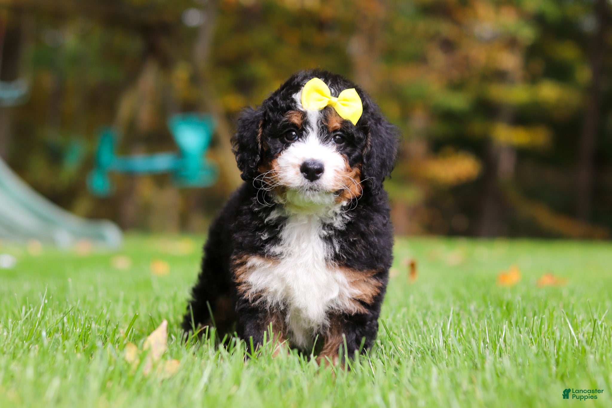 Mini Bernedoodle dogs Taylor - Ad 1