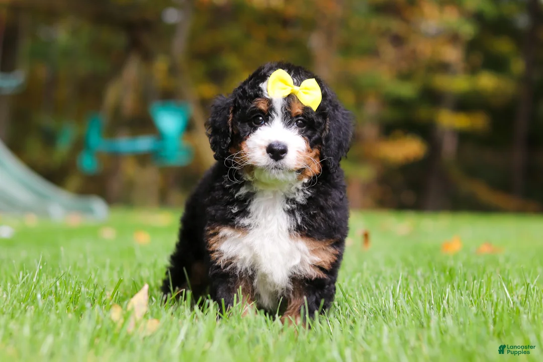 Mini Bernedoodle dogs for sale: Taylor - Ad 1