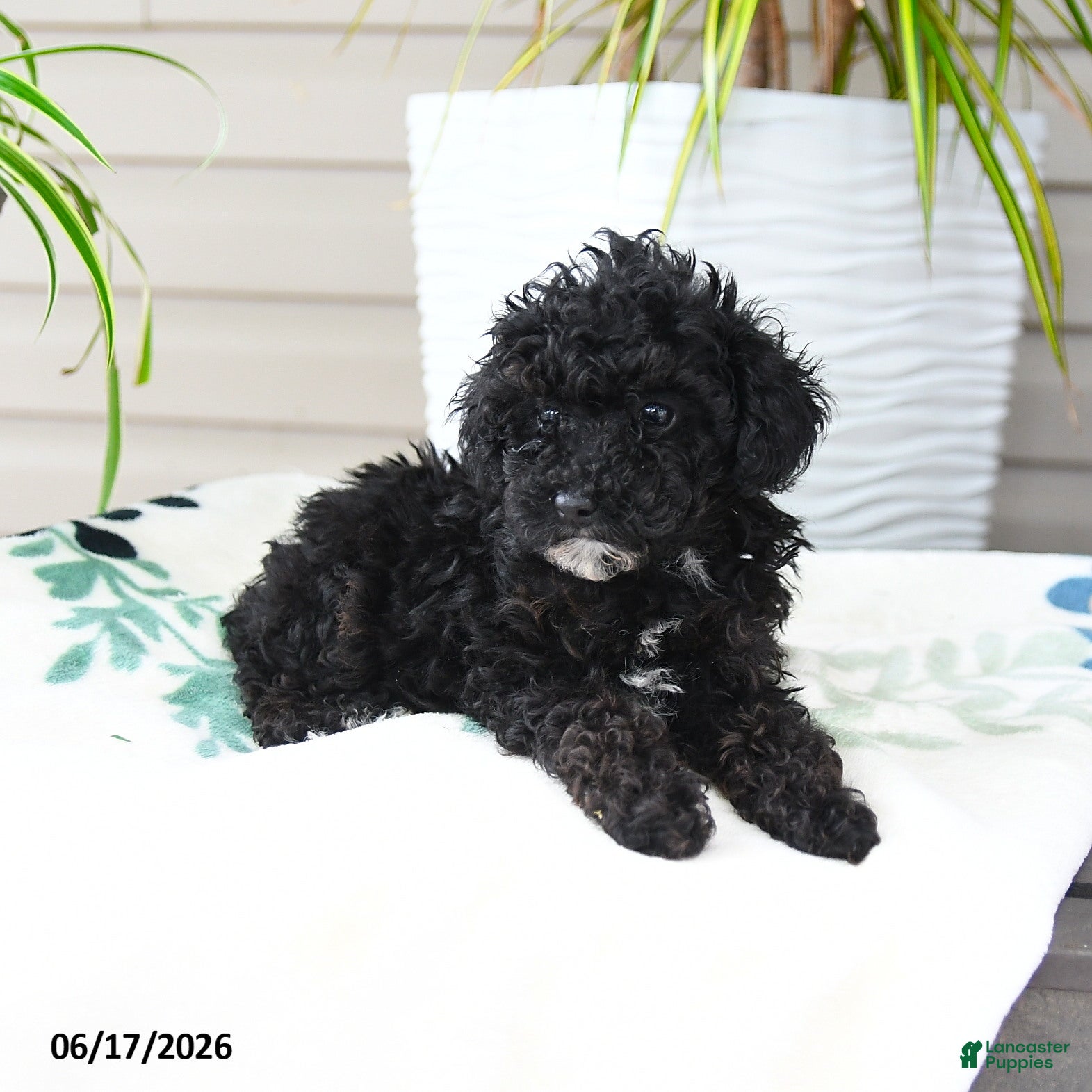 Miniature Poodle dogs Quinton - Ad 2