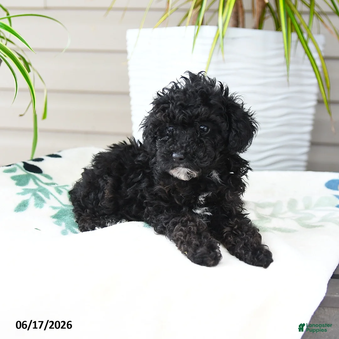 Miniature Poodle dogs for sale: Quinton - Ad 2