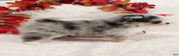 Pomeranian dogs for sale: Alitha - Ad 3