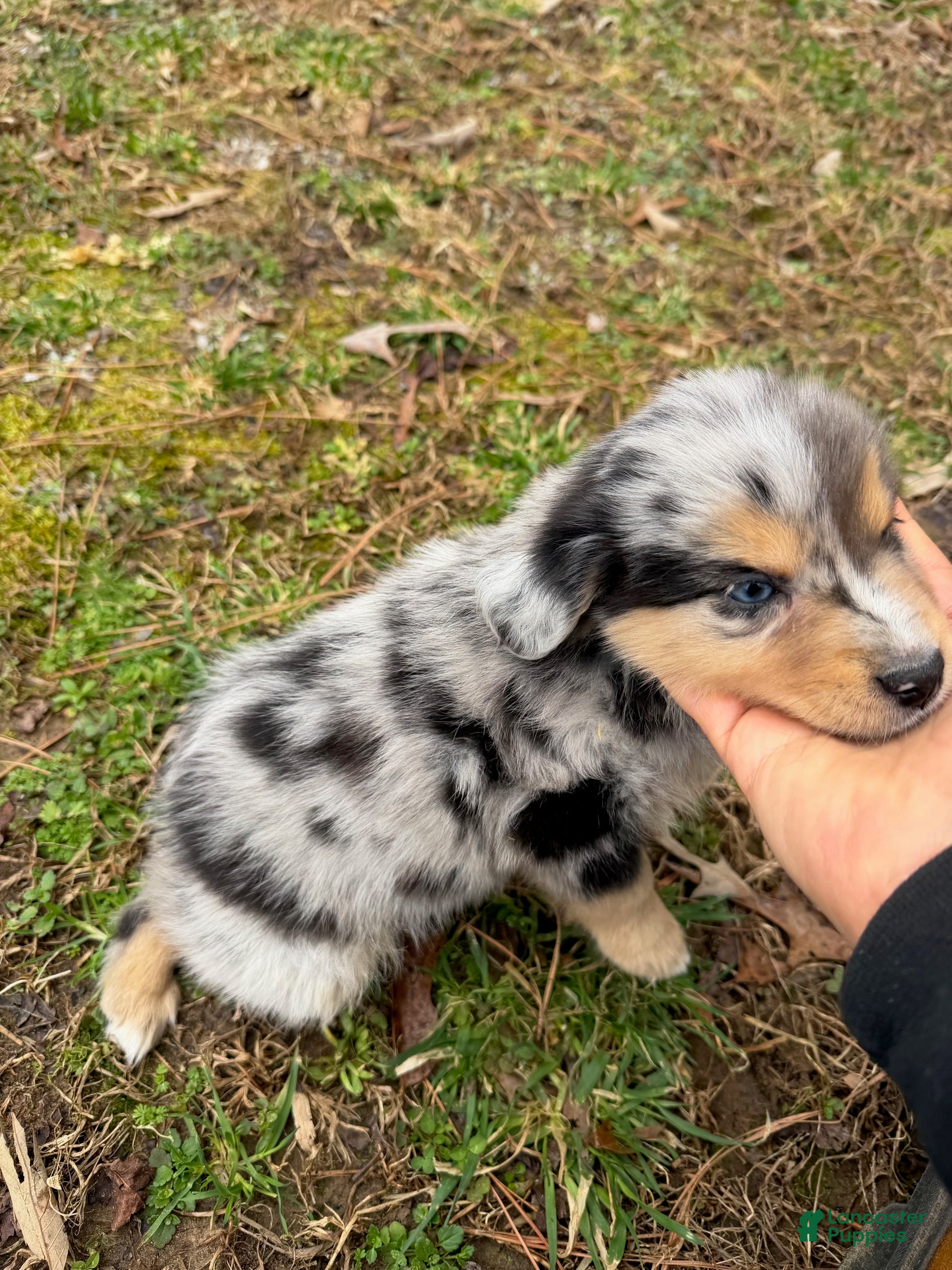 Australian Shepherd dogs Sammy - Ad 1