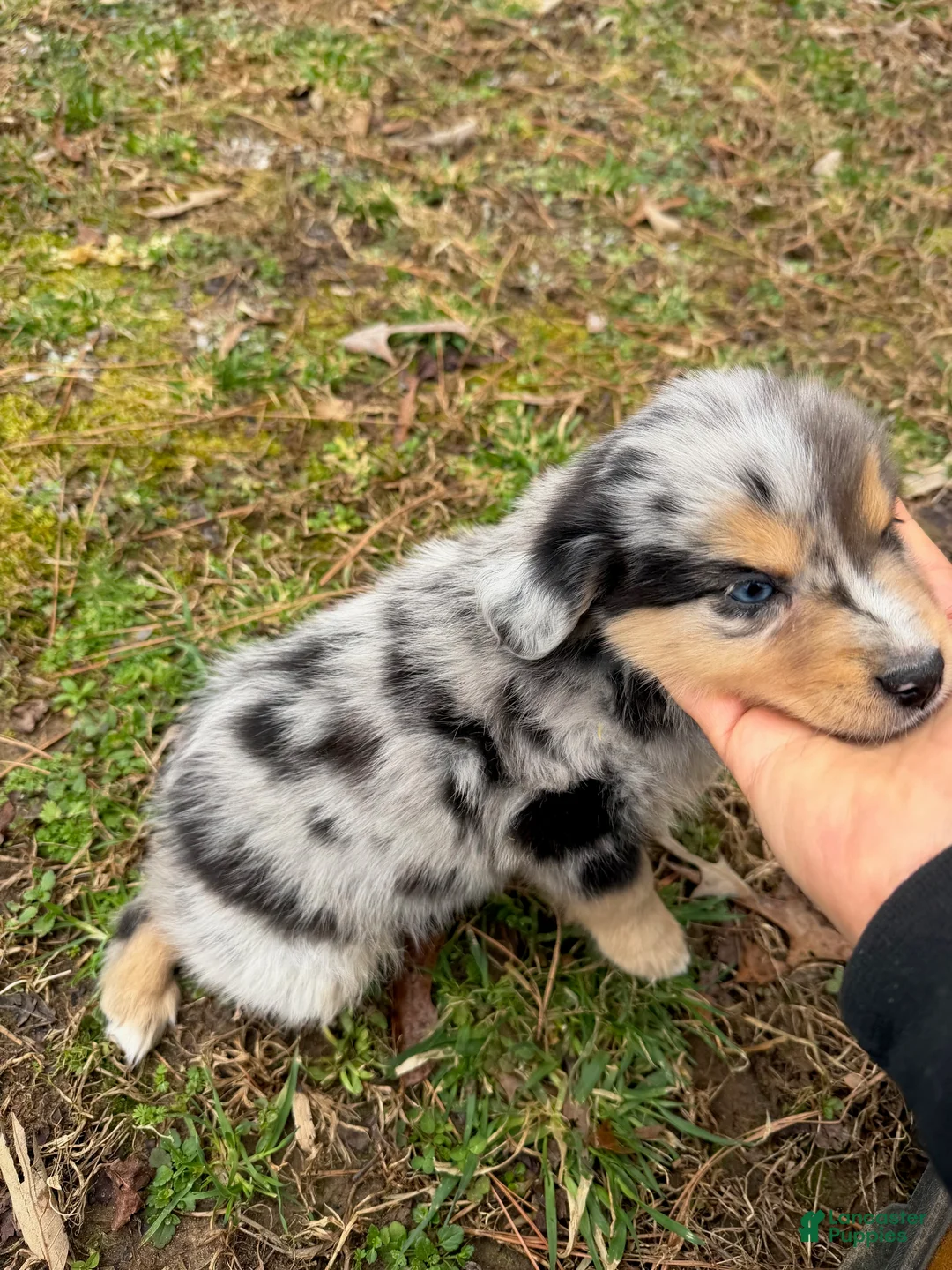 Australian Shepherd dogs for sale: Sammy - Ad 1
