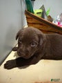 Labrador Retriever Puppy SNICKERS