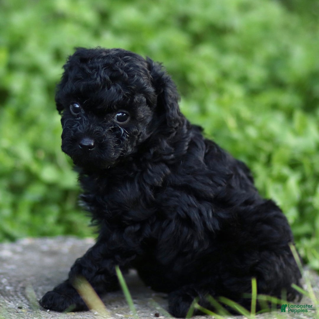Toy Poodle dogs for sale: Milo - Ad 1
