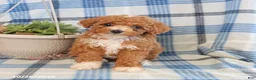 Toy Poodle dogs for sale: Jasper - Ad 4