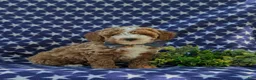 Miniature Poodle dogs for sale: Remy - Ad 3