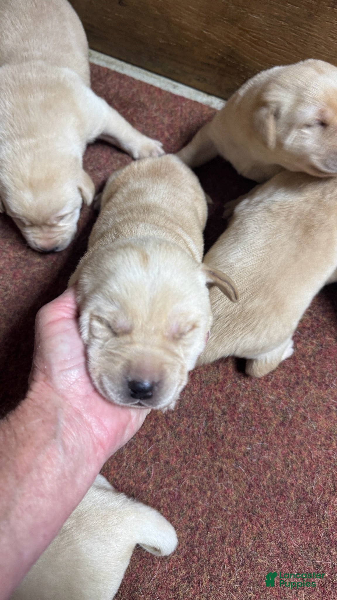 Labrador Retriever dogs Labrador Retriever 6 - Ad 1