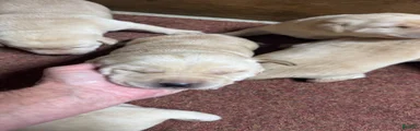 Labrador Retriever 6
