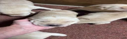 Labrador Retriever dogs for sale: Labrador Retriever 6 - Ad 1