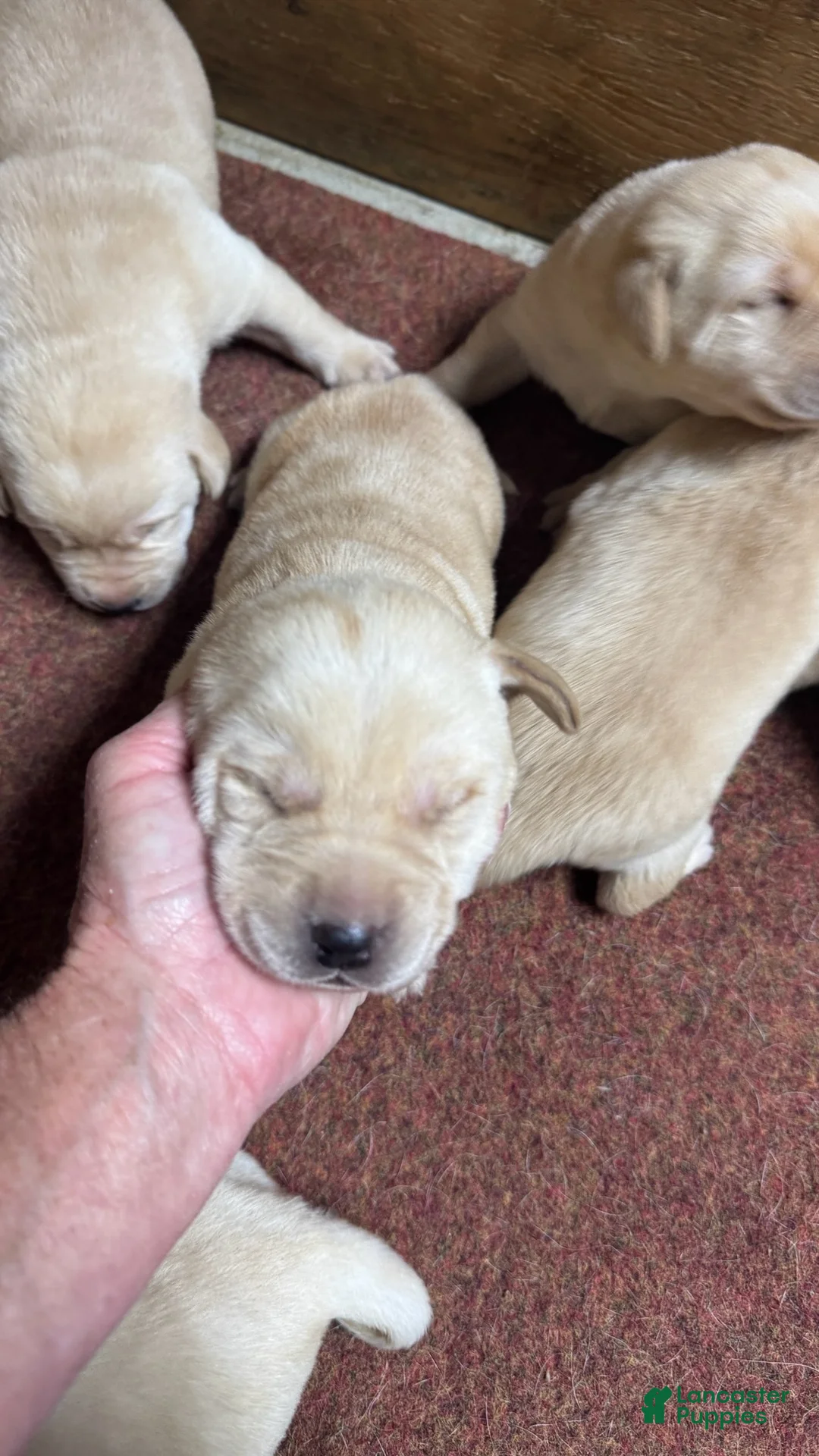 Labrador Retriever dogs for sale: Labrador Retriever 6 - Ad 1