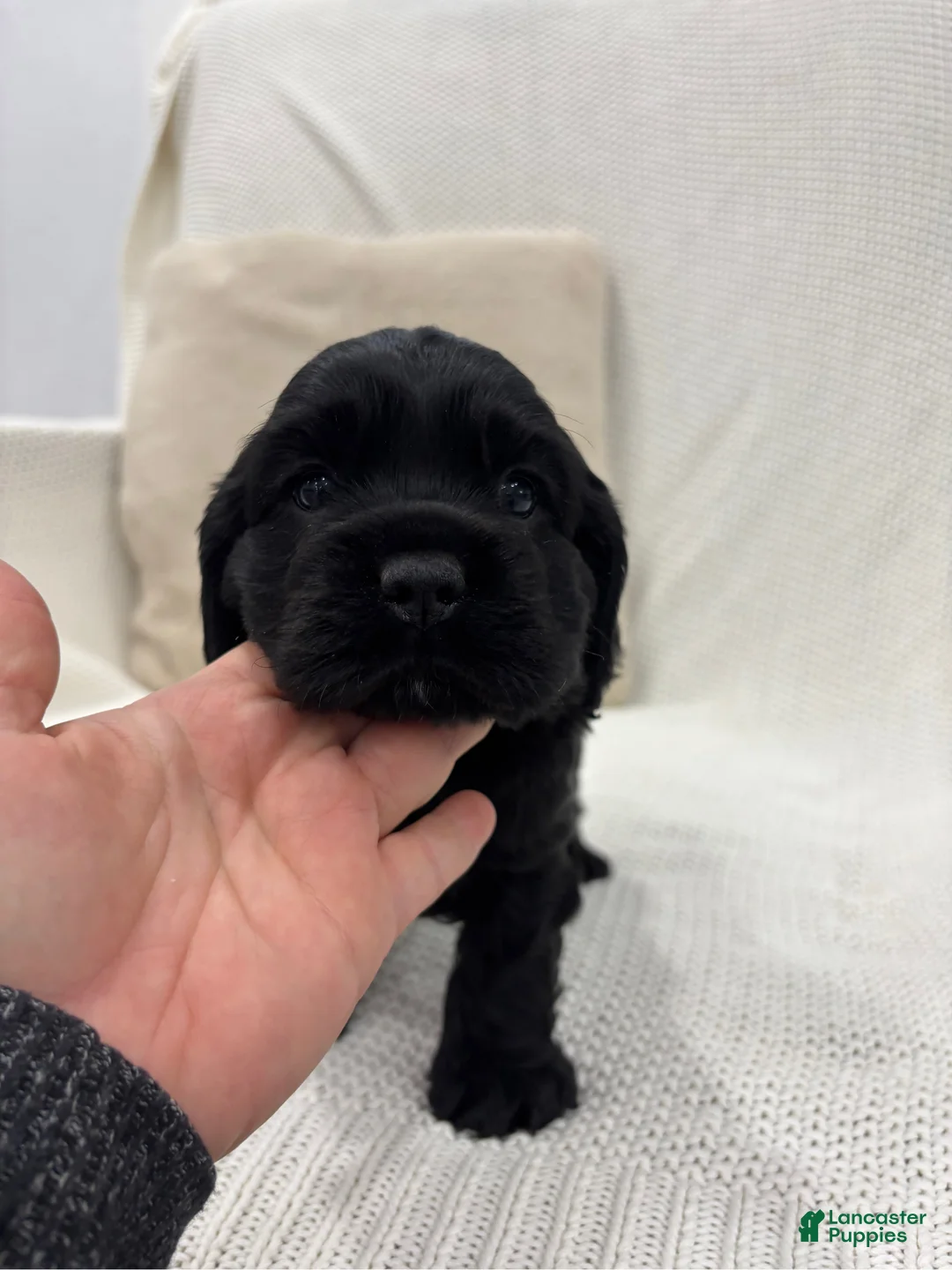 Cocker Spaniel dogs for sale: Carter - Ad 1
