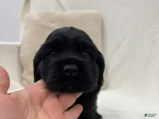 Cocker Spaniel dogs for sale: Camp - Ad 2