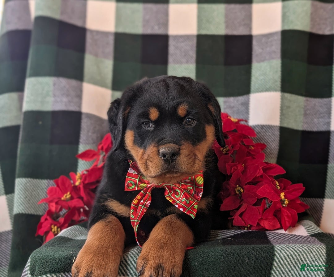 Rottweiler dogs for sale: Astro - Ad 6