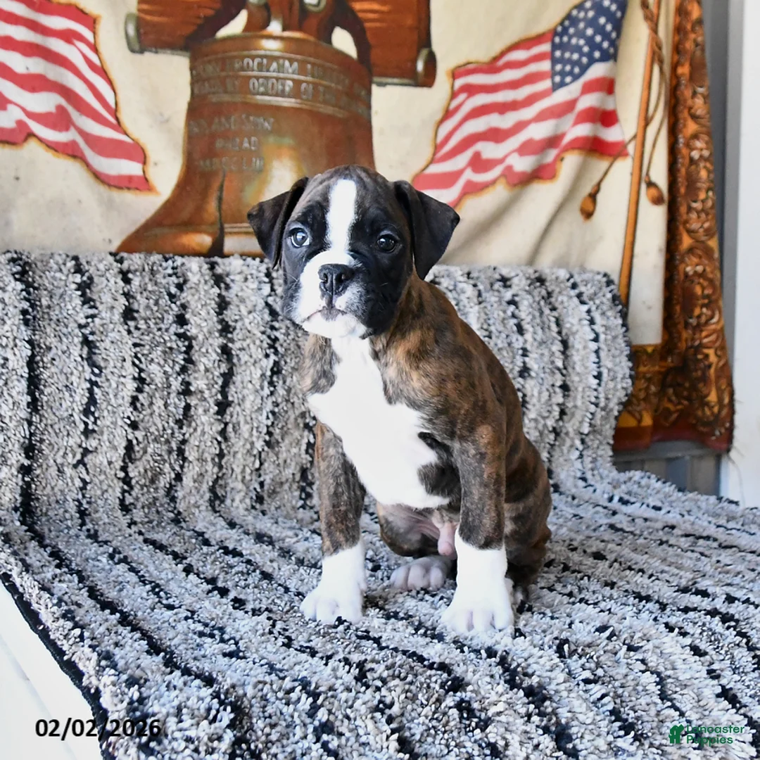 Boxer dogs for sale: Bubba - Ad 4